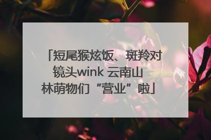 短尾猴炫饭、斑羚对镜头wink 云南山林萌物们“营业”啦