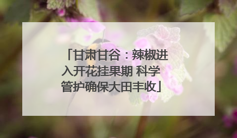 甘肃甘谷：辣椒进入开花挂果期 科学管护确保大田丰收