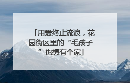 用爱终止流浪，花园街区里的“毛孩子”也想有个家