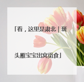 看，这里是肃北｜斑头雁宝宝出窝觅食