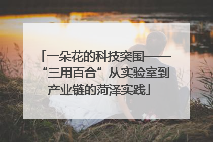 一朵花的科技突围——“三用百合”从实验室到产业链的菏泽实践