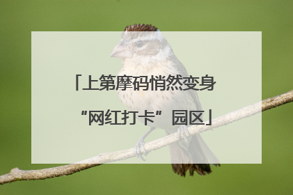 上第摩码悄然变身“网红打卡”园区
