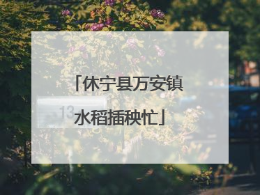 休宁县万安镇水稻插秧忙