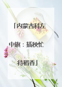 内蒙古科左中旗：插秧忙 待稻香