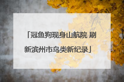 冠鱼狗现身山航院 刷新滨州市鸟类新纪录