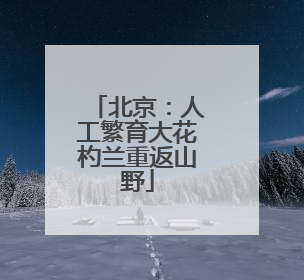 北京：人工繁育大花杓兰重返山野