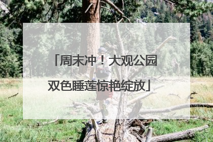 周末冲！大观公园双色睡莲惊艳绽放