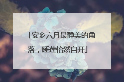 安乡六月最静美的角落，睡莲怡然自开