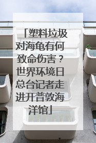 塑料垃圾对海龟有何致命伤害？世界环境日总台记者走进开普敦海洋馆
