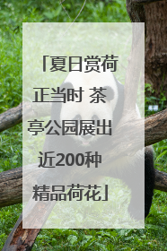 夏日赏荷正当时 茶亭公园展出近200种精品荷花