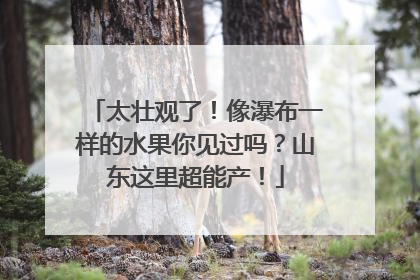 太壮观了！像瀑布一样的水果你见过吗？山东这里超能产！