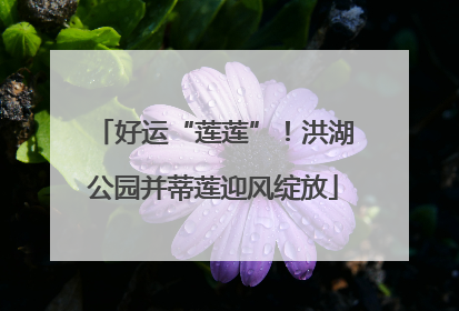 好运“莲莲”！洪湖公园并蒂莲迎风绽放