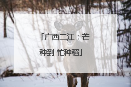 广西三江：芒种到 忙种稻