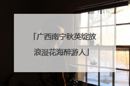 广西南宁秋英绽放 浪漫花海醉游人
