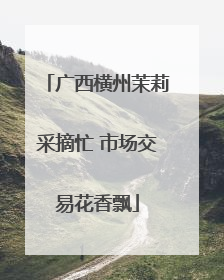 广西横州茉莉采摘忙 市场交易花香飘