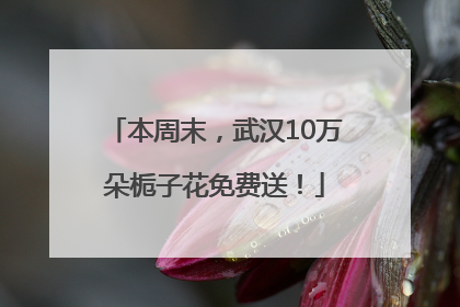 本周末，武汉10万朵栀子花免费送！