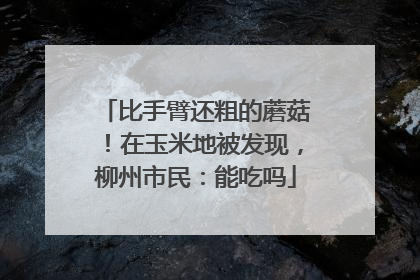 比手臂还粗的蘑菇！在玉米地被发现，柳州市民：能吃吗