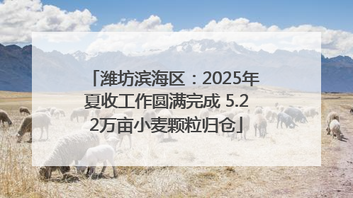 潍坊滨海区：2025年夏收工作圆满完成 5.22万亩小麦颗粒归仓