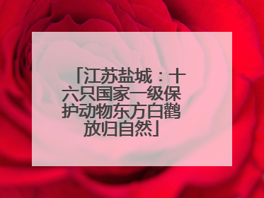 江苏盐城：十六只国家一级保护动物东方白鹳放归自然