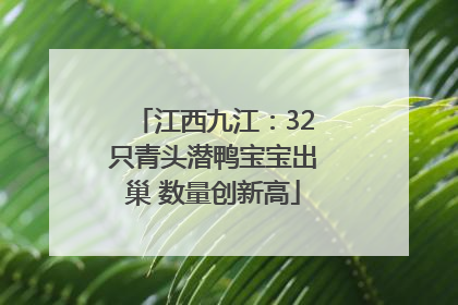 江西九江：32只青头潜鸭宝宝出巢 数量创新高