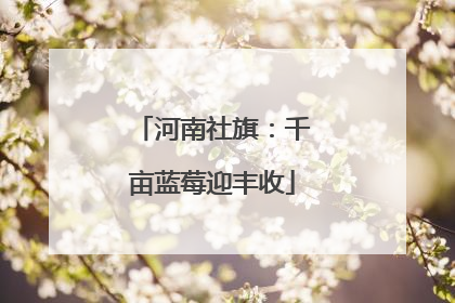 河南社旗：千亩蓝莓迎丰收