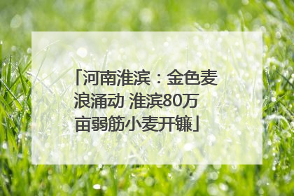 河南淮滨：金色麦浪涌动 淮滨80万亩弱筋小麦开镰