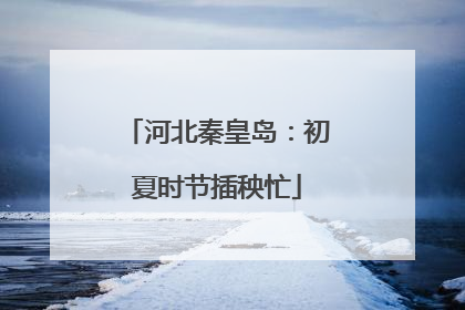 河北秦皇岛：初夏时节插秧忙