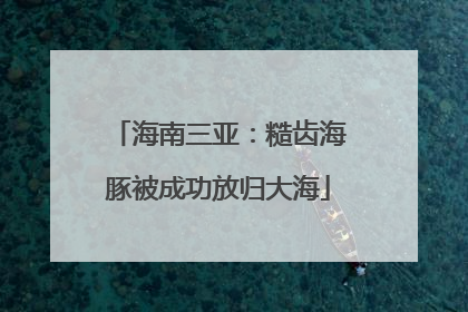 海南三亚：糙齿海豚被成功放归大海