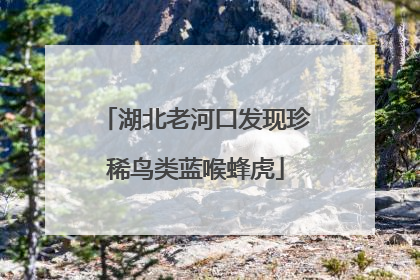 湖北老河口发现珍稀鸟类蓝喉蜂虎