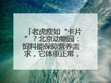 老虎瘦如“卡片”？北京动物园：饲料能保障营养需求，它体重正常，放心吧