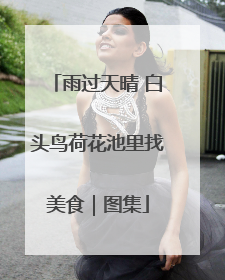 雨过天晴 白头鸟荷花池里找美食｜图集