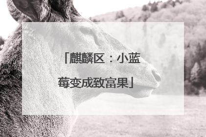 麒麟区：小蓝莓变成致富果