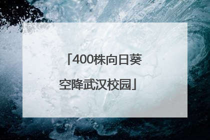 400株向日葵空降武汉校园