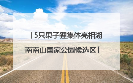 5只果子狸集体亮相湖南南山国家公园候选区